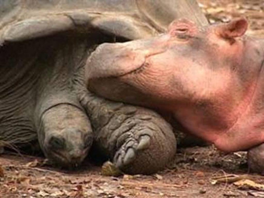 meraviglia il rapporto tra l'ippopotamo Owen e il Tartaruga Mzee